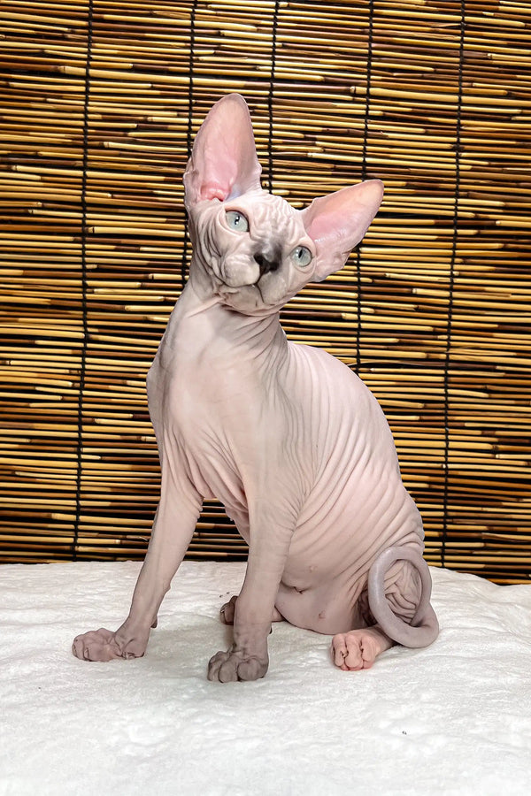 Greta | canadian sphynx kitten
