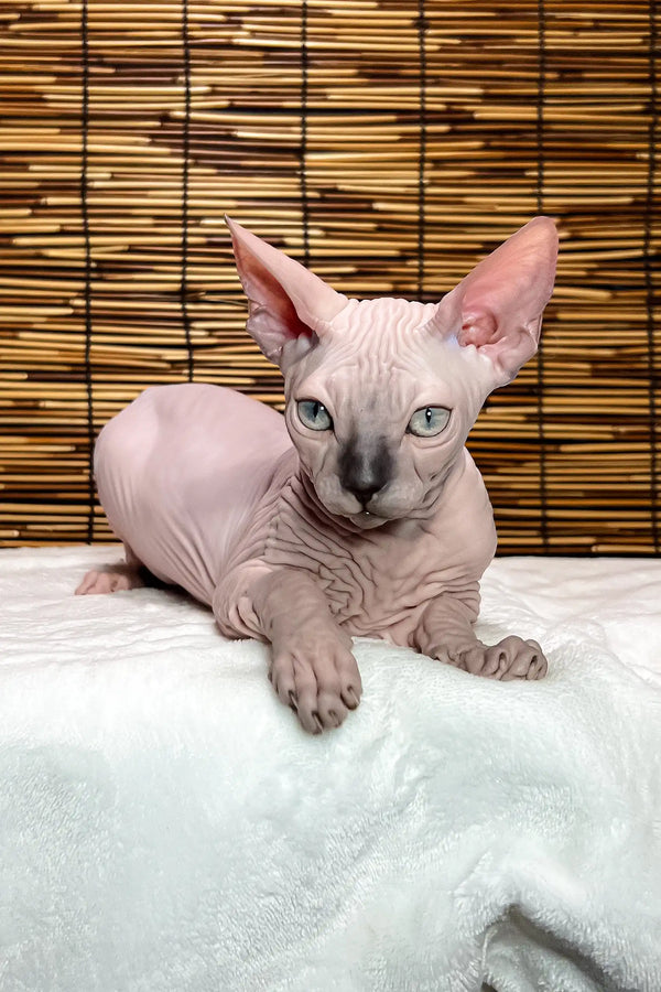 Greta | canadian sphynx kitten