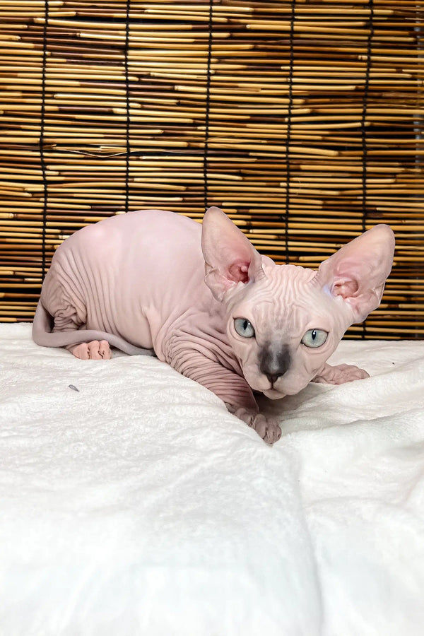 Greta | canadian sphynx kitten