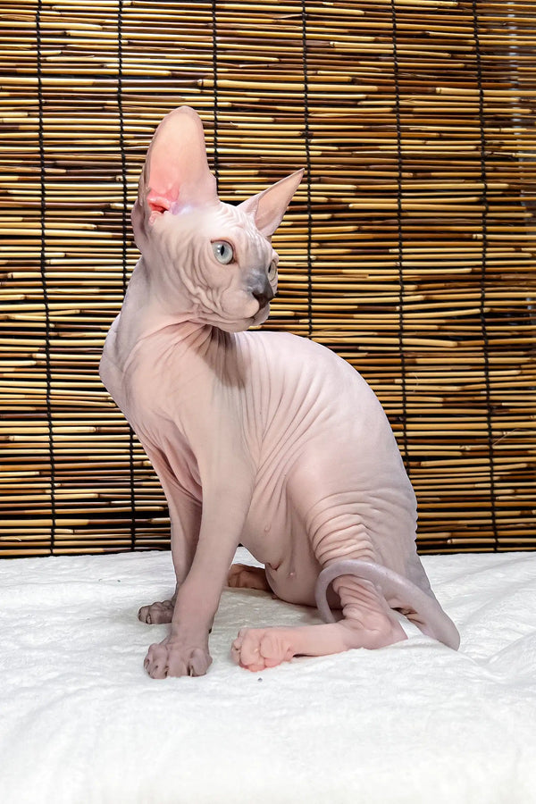 Greta | canadian sphynx kitten