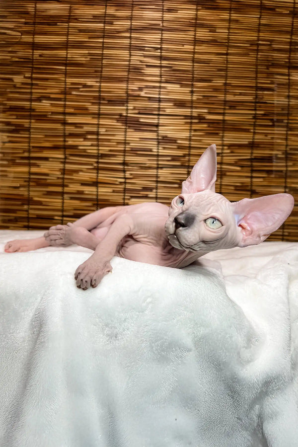 Greta | canadian sphynx kitten