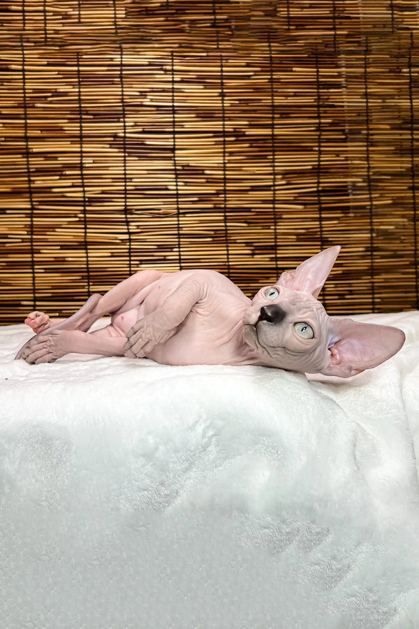 Greta | canadian sphynx kitten