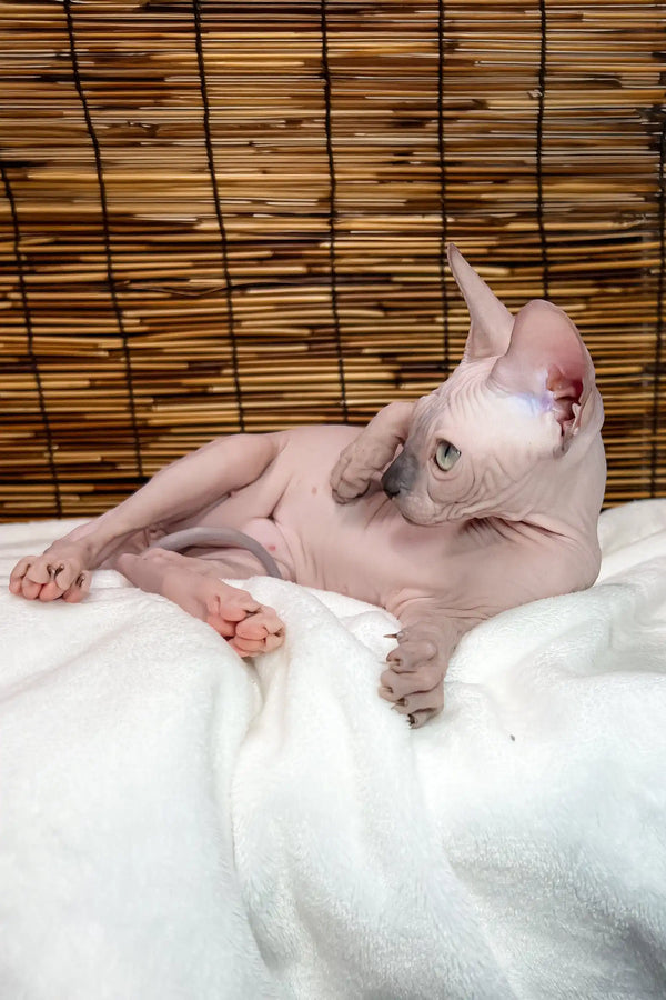 Greta | canadian sphynx kitten