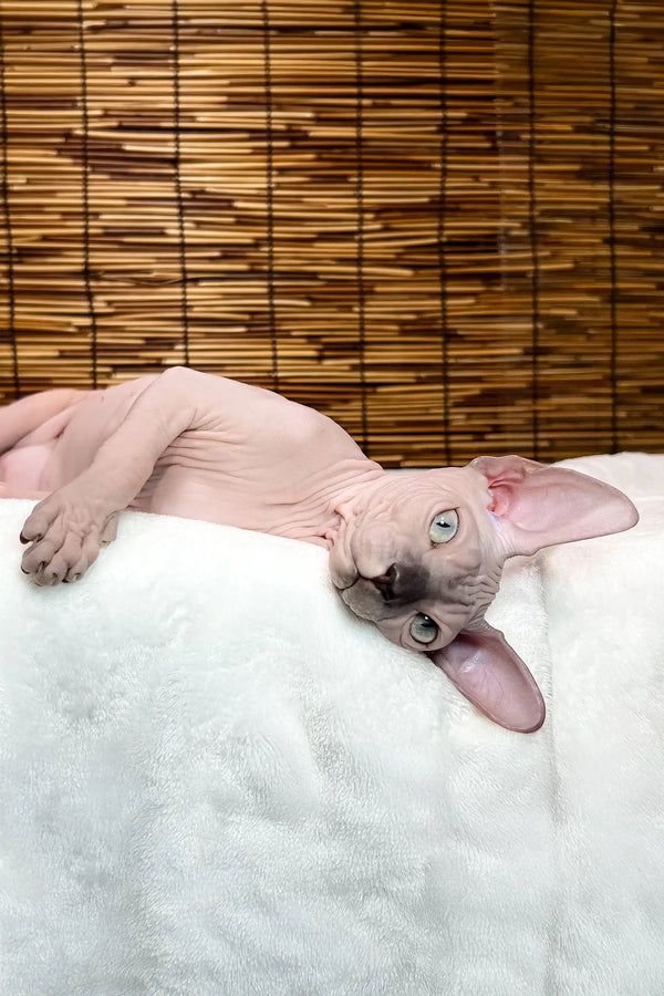 Greta | canadian sphynx kitten
