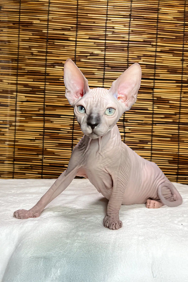 Greta | canadian sphynx kitten