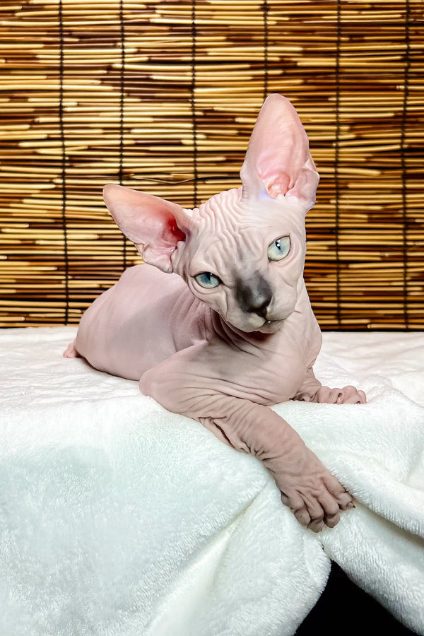 Greta | canadian sphynx kitten