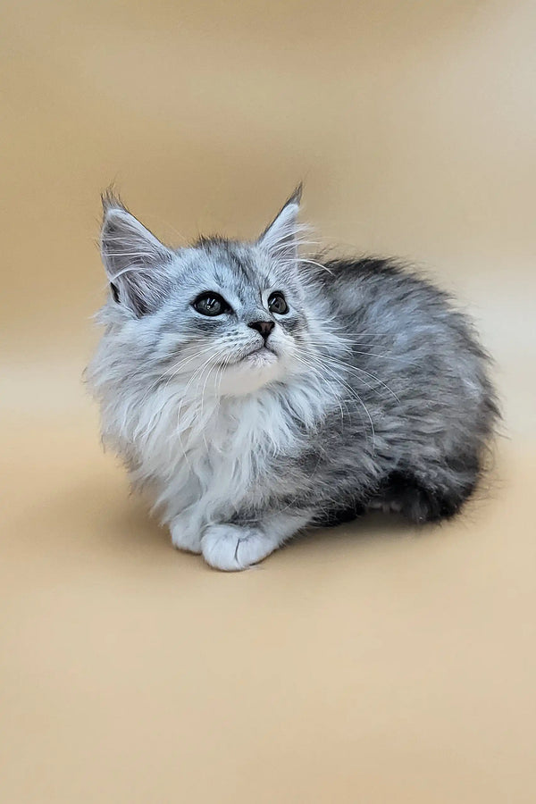Greta | maine coon kitten