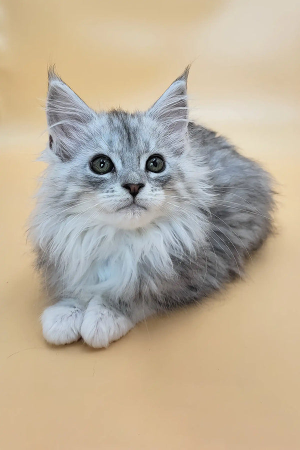 Greta | maine coon kitten