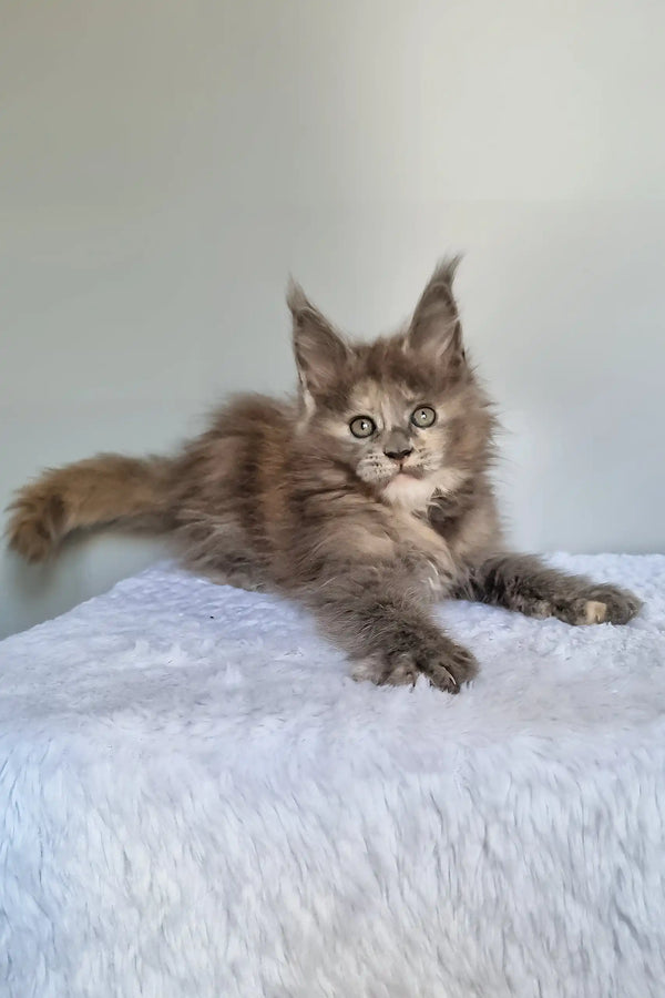 Greta | maine coon kitten