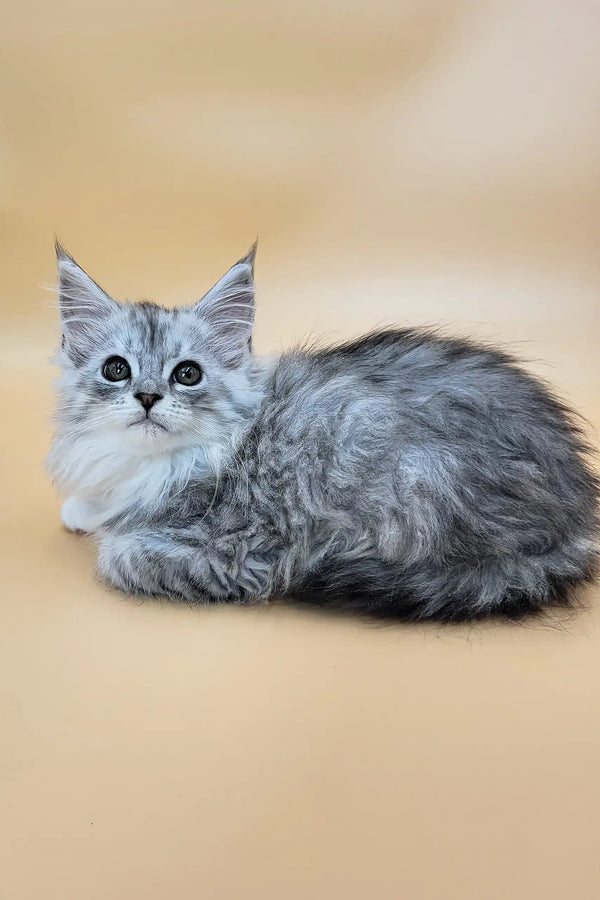 Greta | maine coon kitten