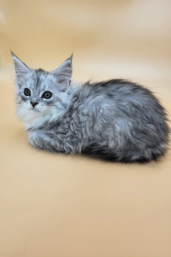 Greta | maine coon kitten