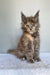 Greta | maine coon kitten