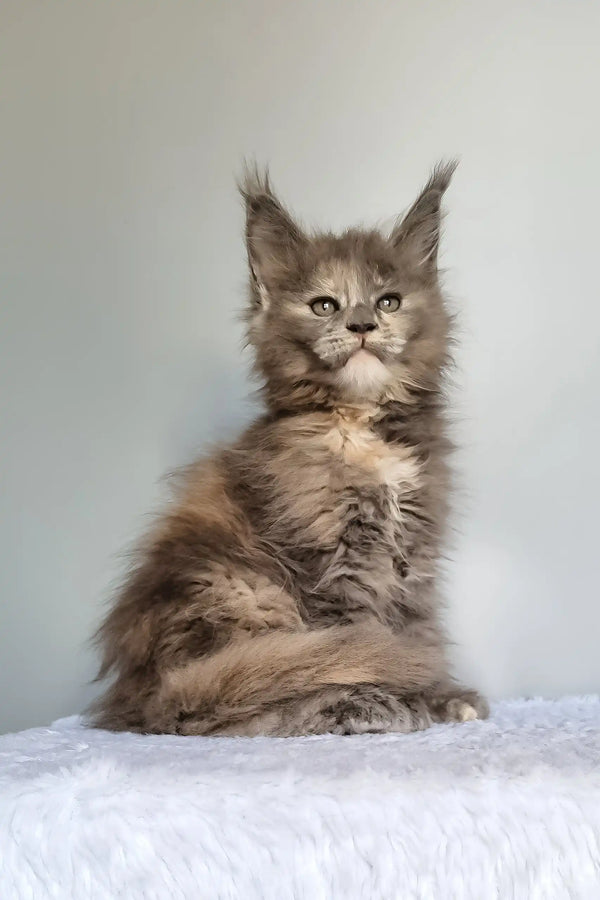 Greta | maine coon kitten