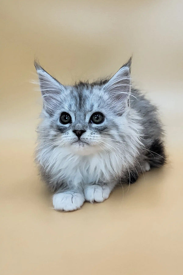Greta | maine coon kitten