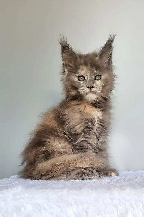 Greta | maine coon kitten