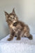 Greta | maine coon kitten