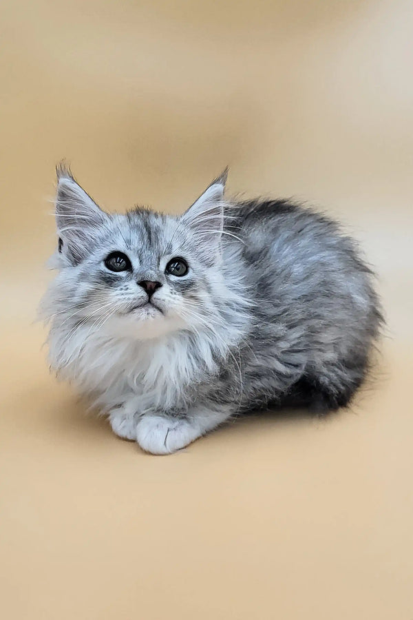 Greta | maine coon kitten