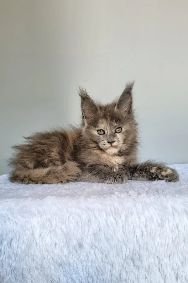 Greta | maine coon kitten