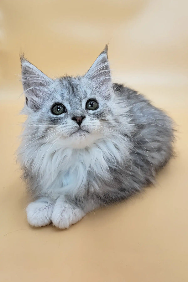 Greta | maine coon kitten