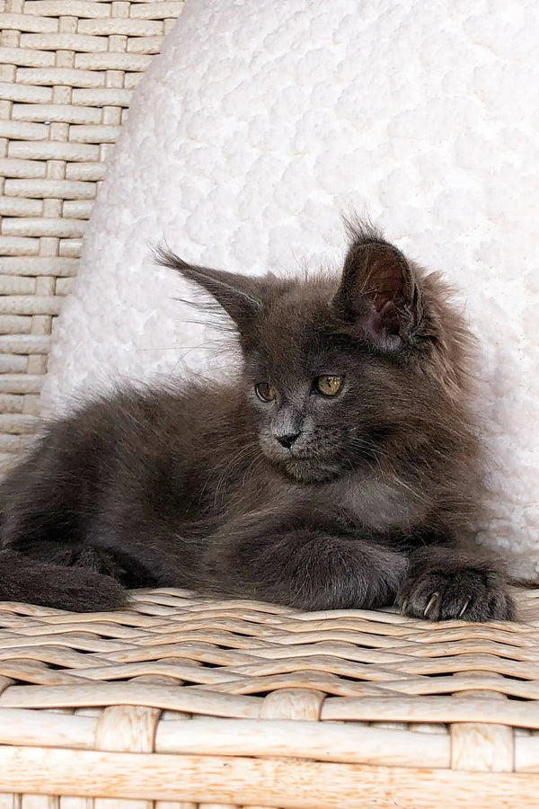 Fluffy gray Maine Coon kitten with bright eyes lounging on woven furniture
