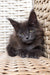 Gray Maine Coon kitten with fluffy fur sitting in a cozy woven basket