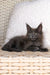 Gray Maine Coon kitten lounging comfortably on a woven surface in Greta