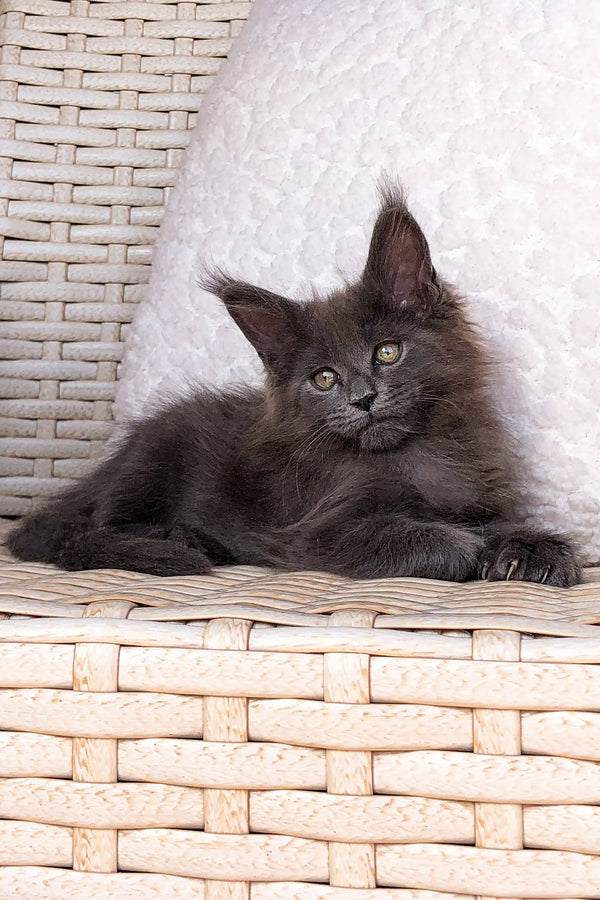 Gray fluffy Maine Coon kitten resting adorably on a woven surface