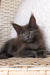 Fluffy gray Maine Coon kitten lounging on woven furniture with alert eyes