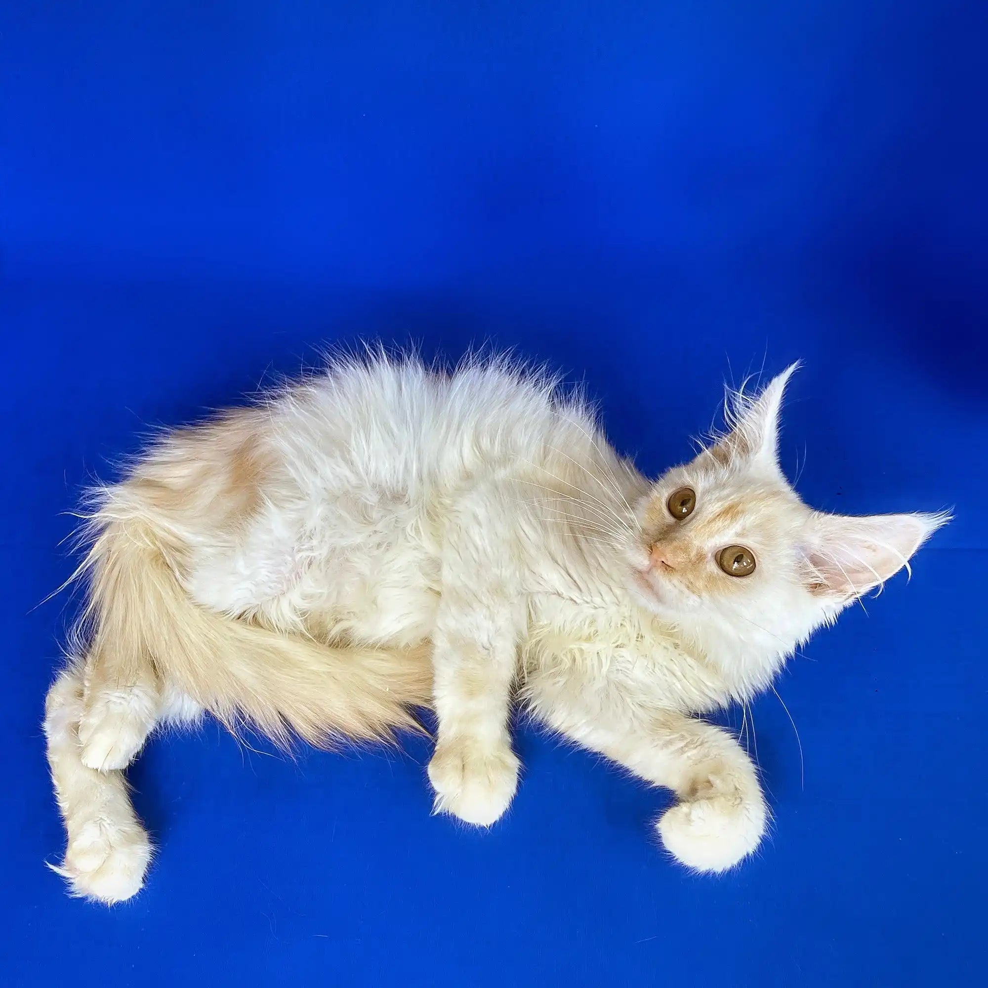 Maine Coon Kittens for Sale Greta| Kitten