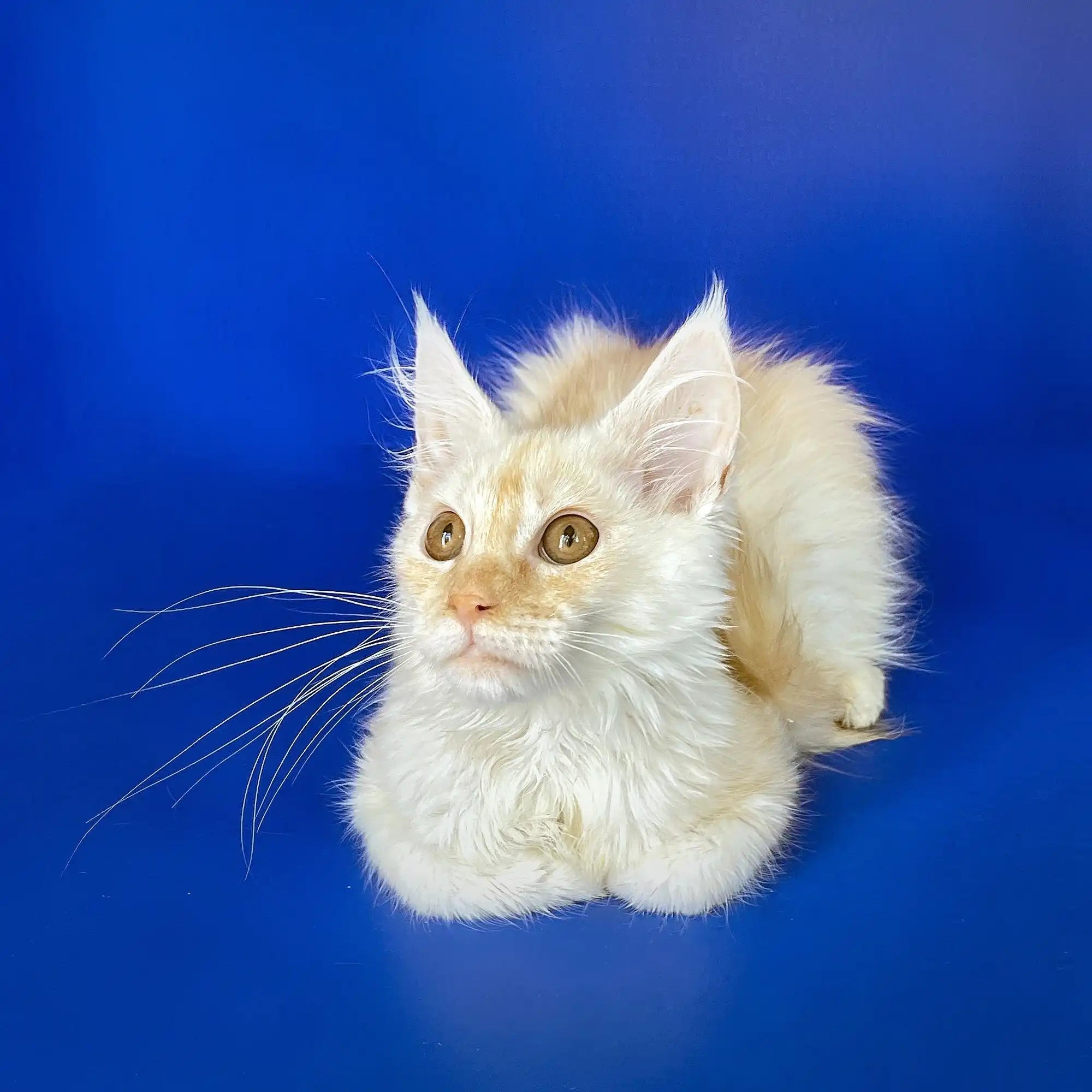 Maine Coon Kittens for Sale Greta| Kitten