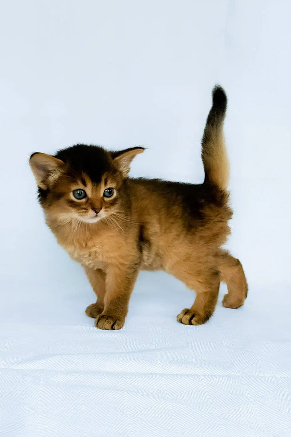 Greta | somali kitten