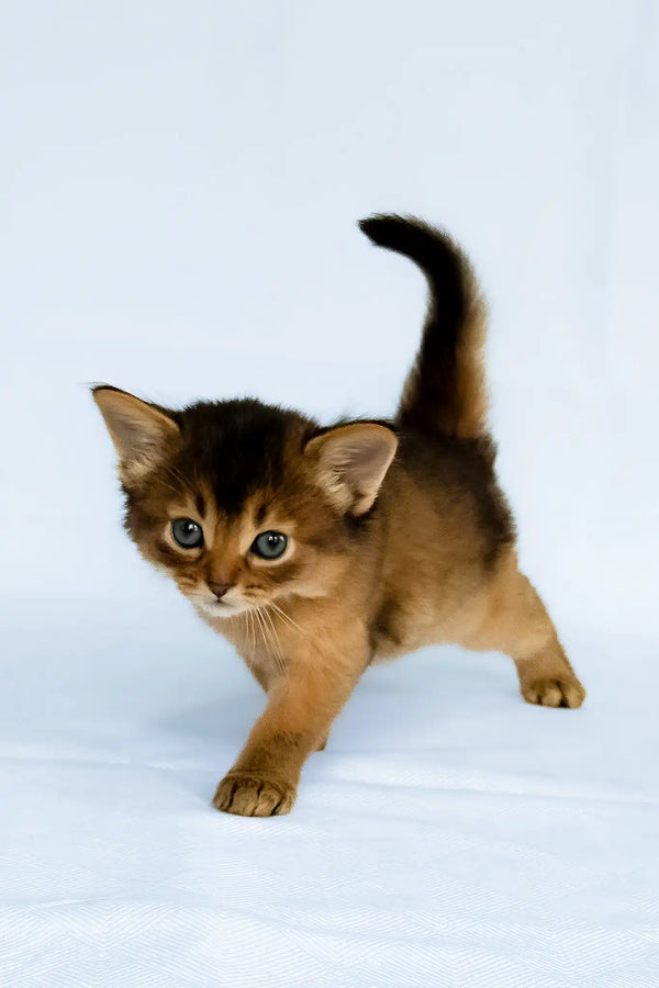 Greta | somali kitten