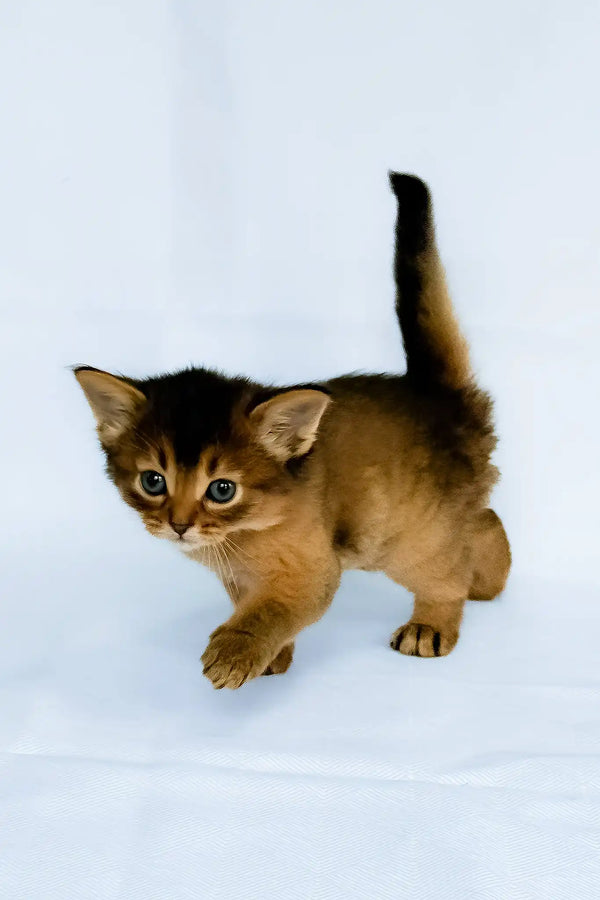 Greta | somali kitten