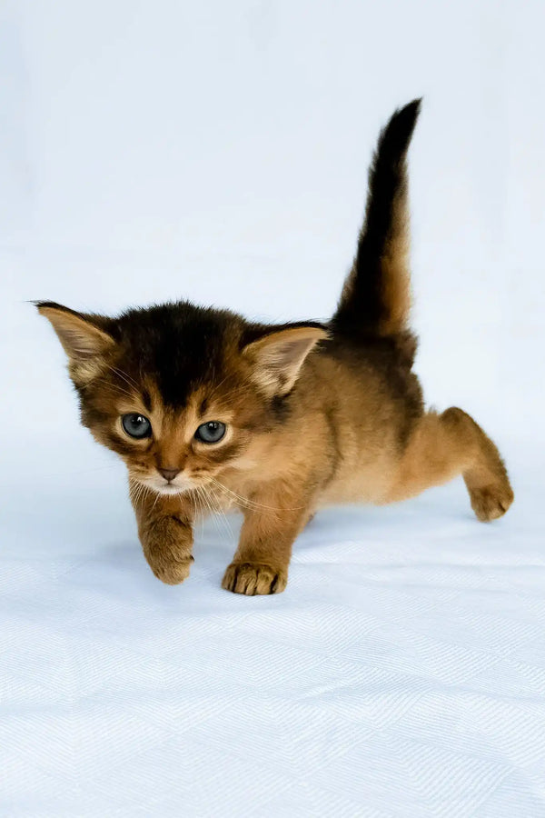 Greta | somali kitten