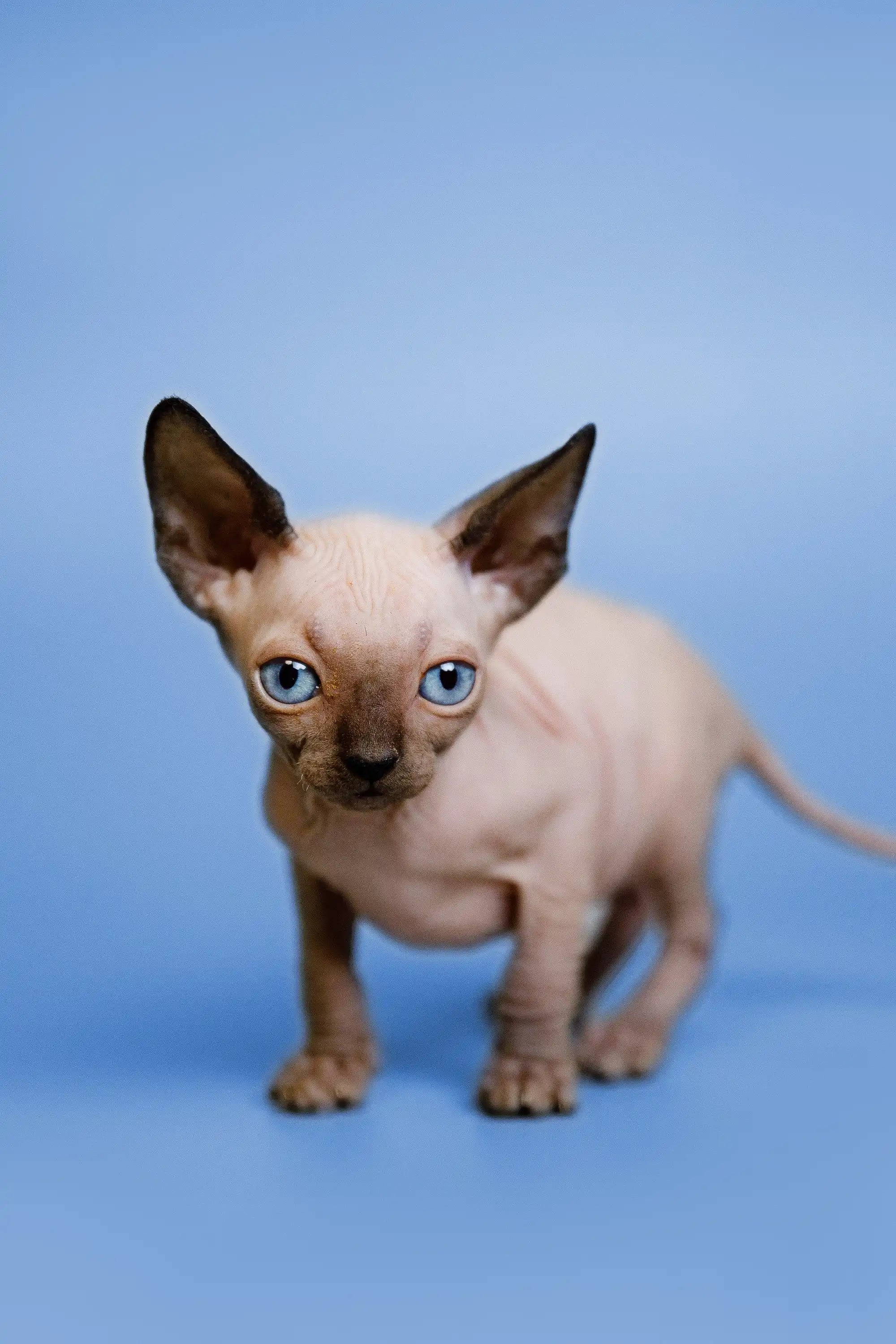Sphynx Cats for Sale | Kittens For Grettel | Kitten