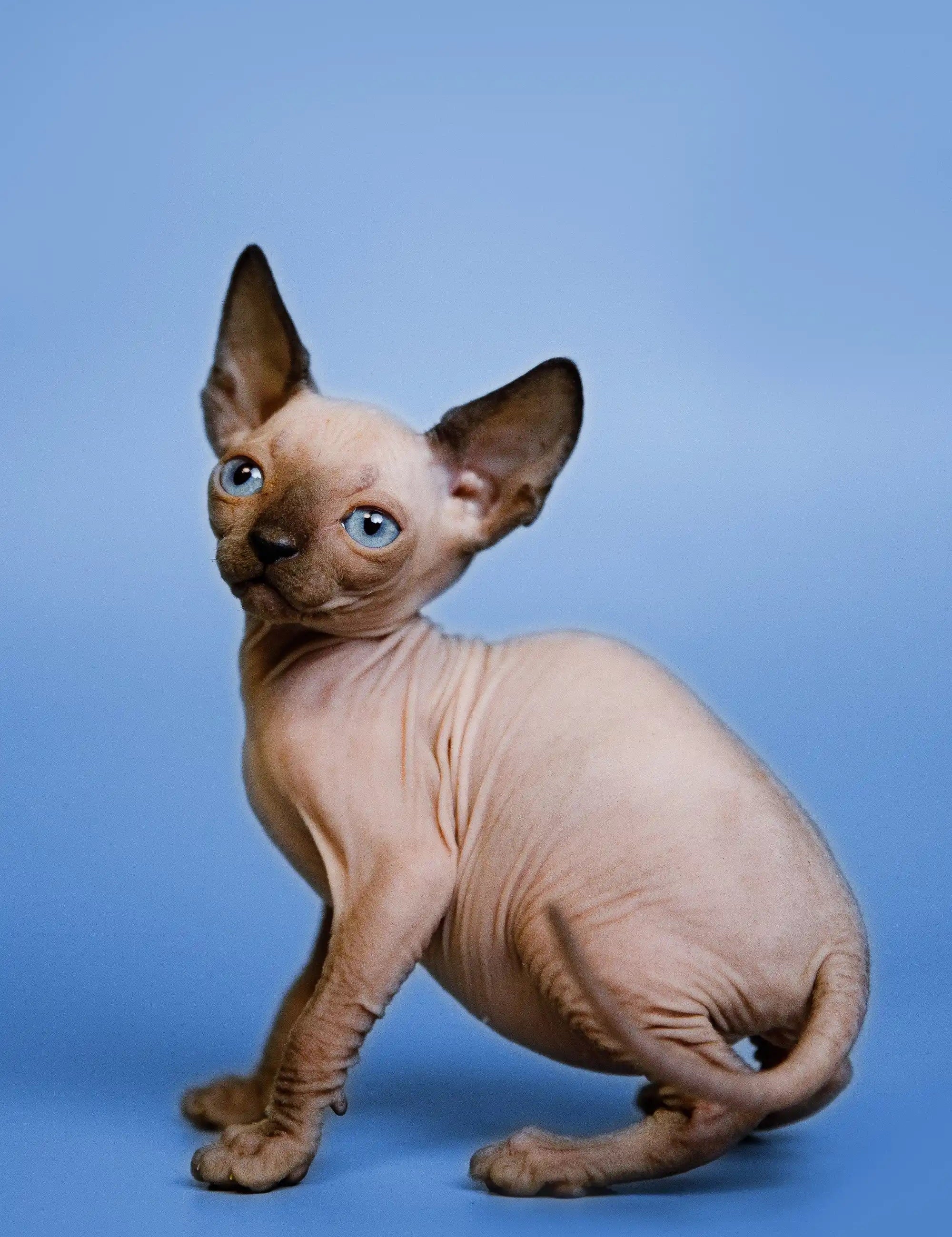 Hairless Sphynx Cats & Kittens for Sale Grettel | Kitten
