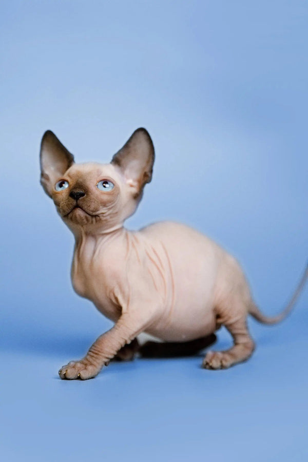 Hairless Sphynx Cats & Kittens for Sale Grettel | Kitten