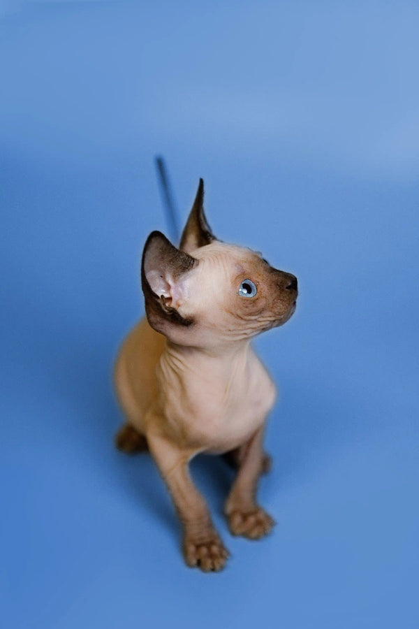 Hairless Sphynx Cats & Kittens for Sale Grettel | Kitten