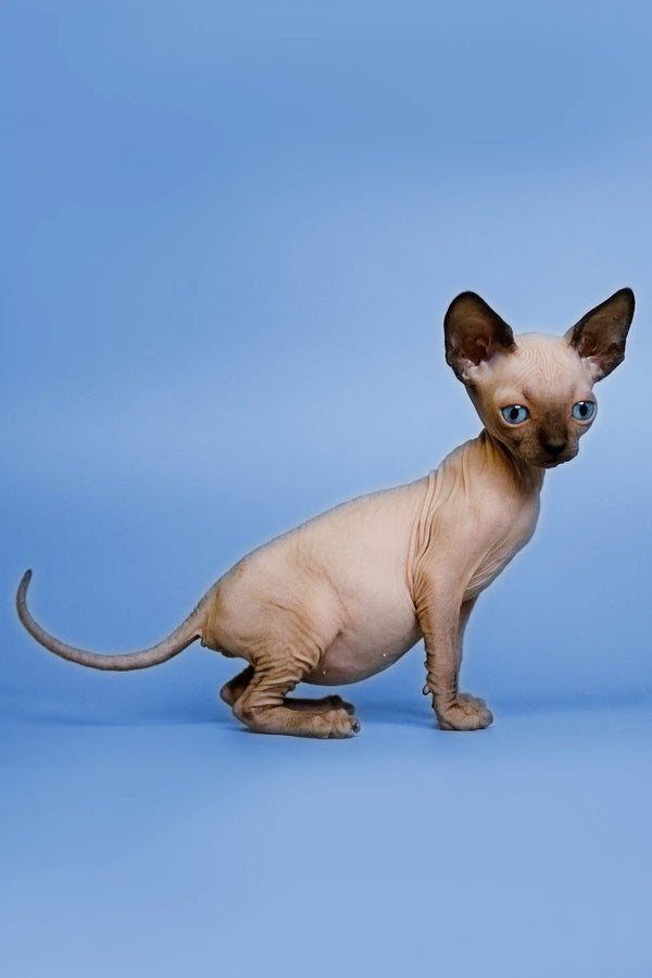 Meet Grettel, the adorable Hairless Sphynx kitten with big ears and blue eyes