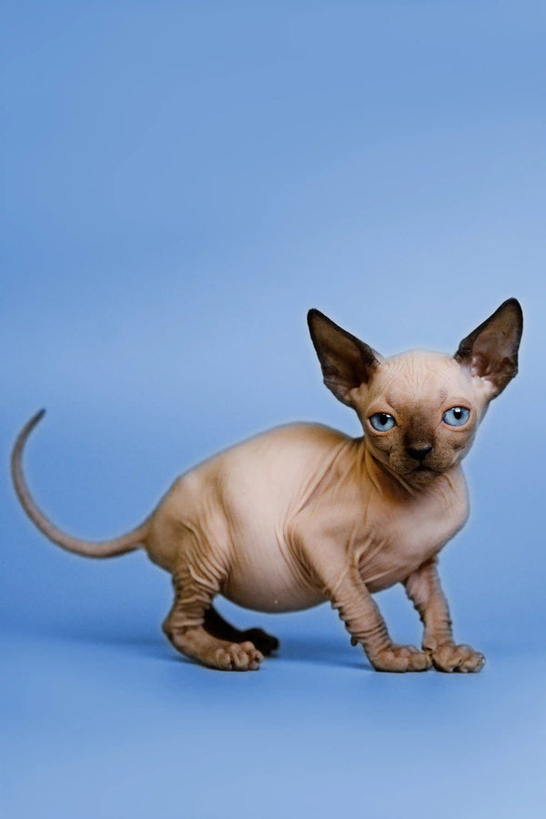 Meet Grettel, an adorable Hairless Sphynx kitten with big ears and striking blue eyes