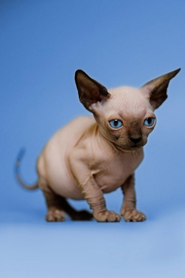 Meet Grettel, the adorable hairless Sphynx kitten with striking blue eyes