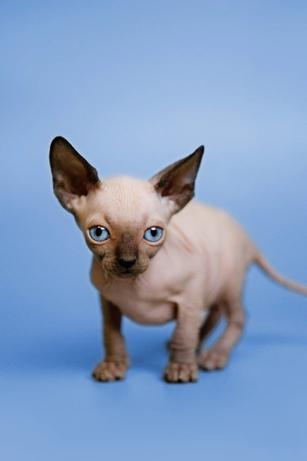 Cute Hairless Sphynx Kitten Grettel with stunning blue eyes, meet Grettel!