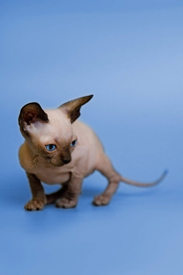 Meet Grettel, a Sphynx kitten with striking blue eyes in a playful crouched pose