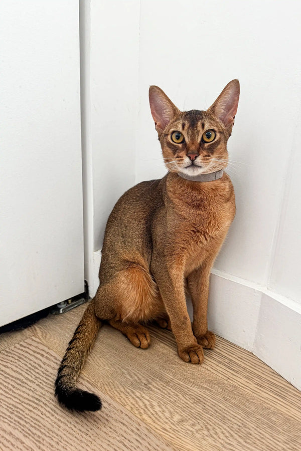 Cute Grey Abyssinian Kitten with sleek coat and big ears sitting upright