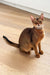 Grey Abyssinian Kitten sitting on a wooden floor, looking cute and playful