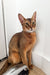 Abyssinian kitten with large ears and sleek reddish-brown coat sitting up, looking cute