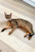 Sleek Grey Abyssinian Kitten lounging on a warm wooden floor, looking adorable