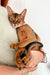 Abyssinian kitten with reddish-brown fur and big ears being held in friendly pose