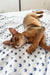 Cute Grey Abyssinian Kitten lounging on a stylish patterned bedsheet in a fun pose