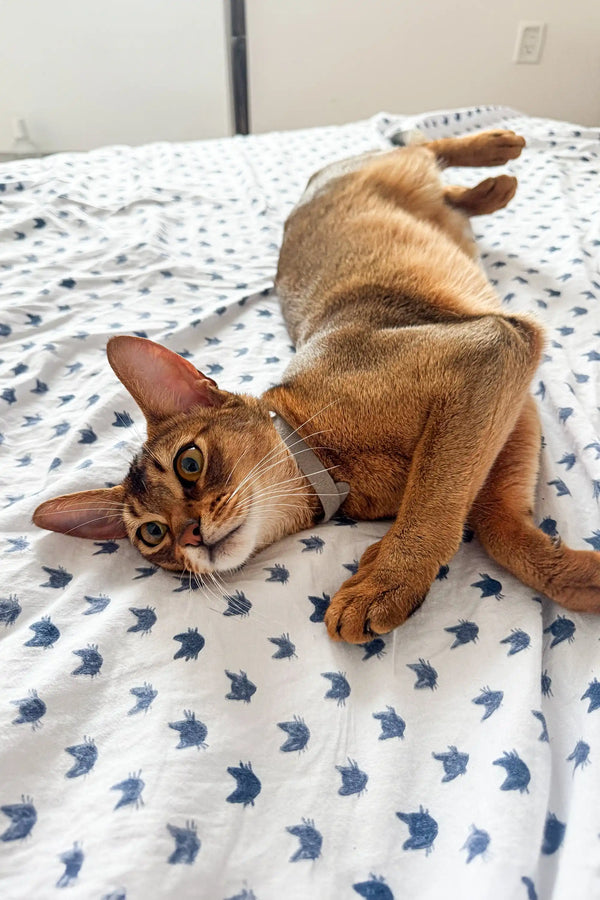 Cute Grey Abyssinian Kitten lounging on a stylish patterned bedsheet in a fun pose